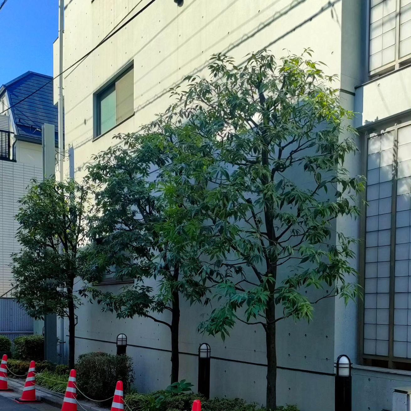 樹木・庭木の剪定