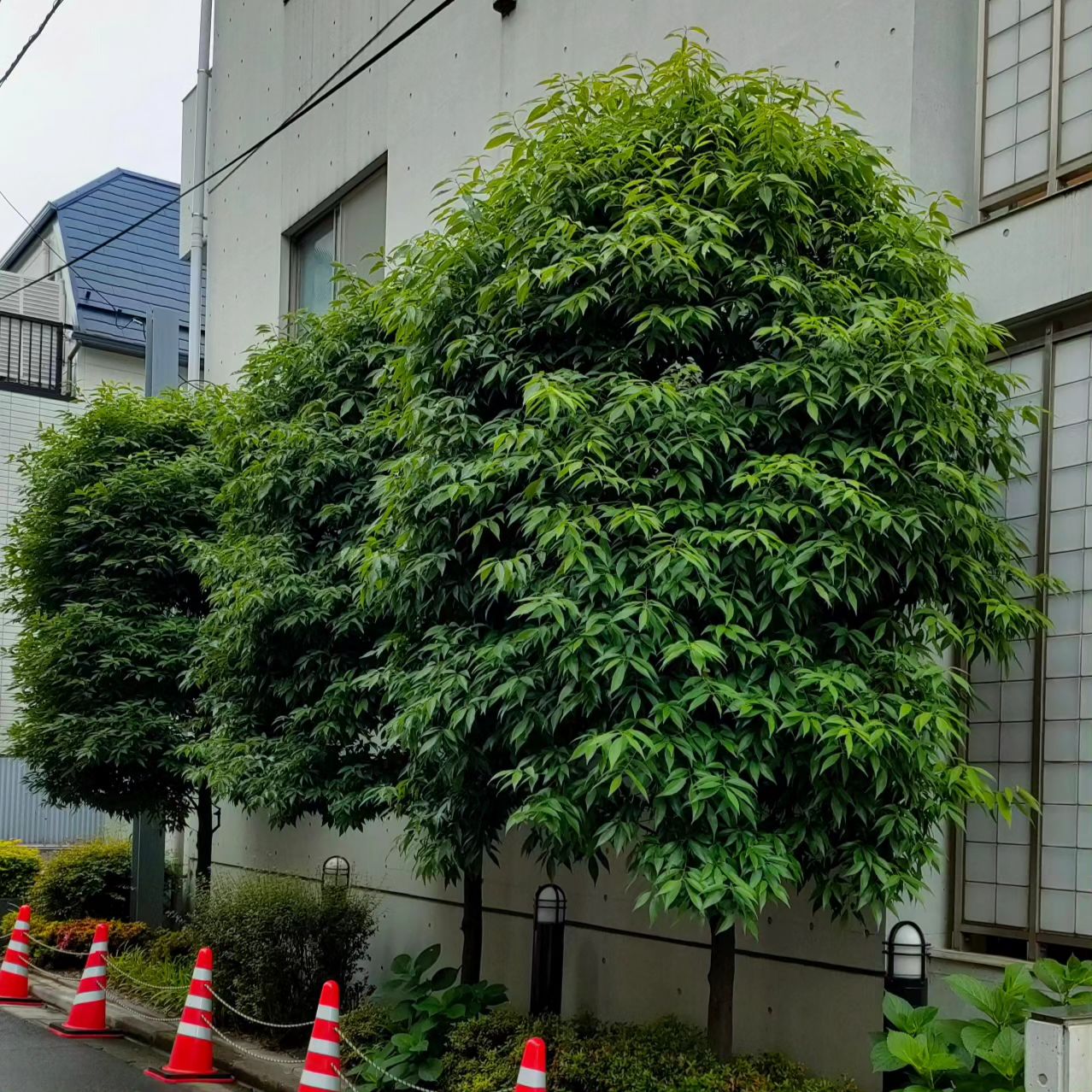 樹木・庭木の剪定